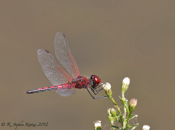 Celithemis bertha, male